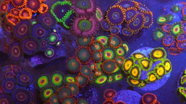 Rasta and Gatorade Zoanthids Coral Reef Tank Aquarium Saltwater - Reef Gardener