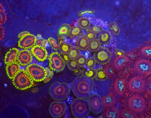 Rasta and Yellow King Midas Gold Zoanthids Palythoa Beginner Coral Reef Aquarium - Reef Gardener