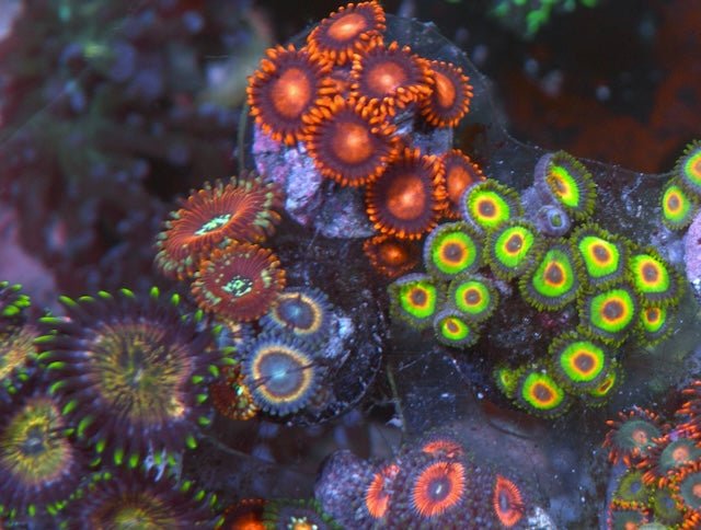 Rastafarian Zoanthids Reef Aquarium Mini Colony Saltwater Aquarium - Reef Gardener