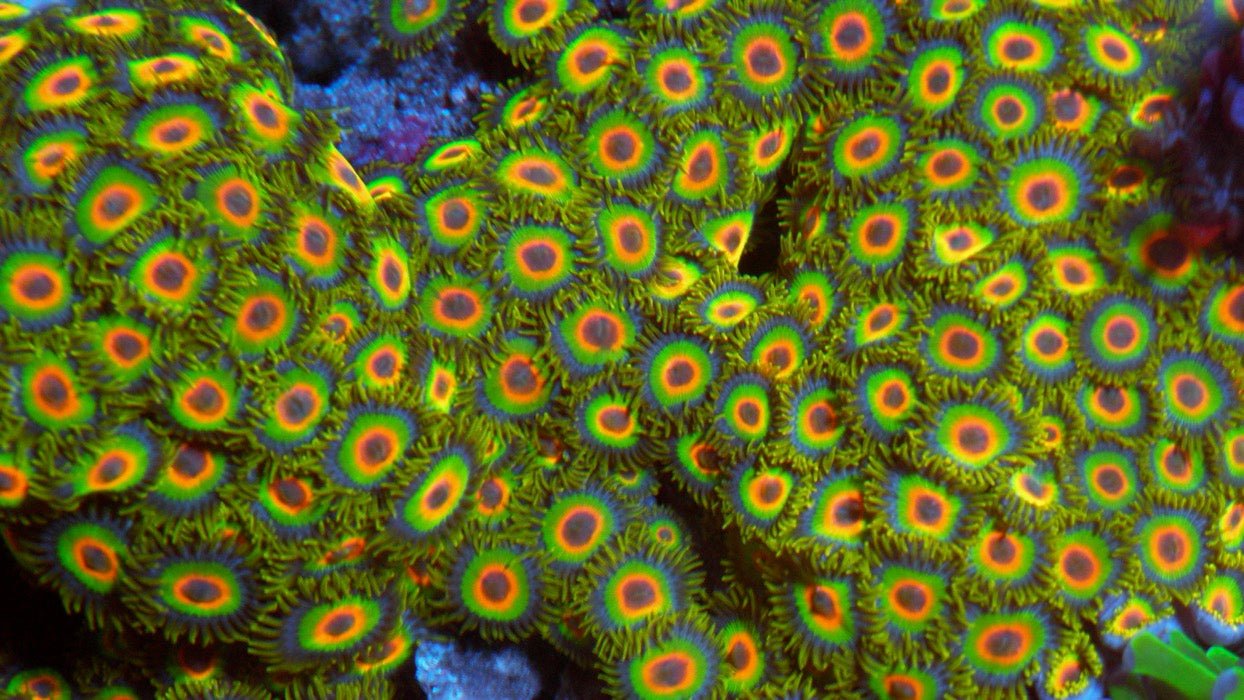 Rastafarian Zoanthids Reef Aquarium Mini Colony Saltwater Aquarium - Reef Gardener