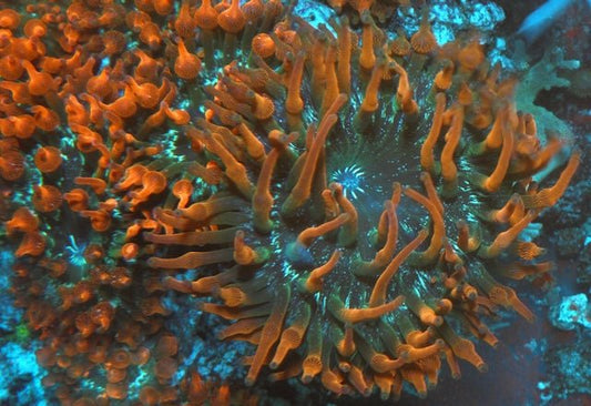 Red Green Acid Splatter Bubble Tip Anemone Coral Reef Aquarium - Reef Gardener