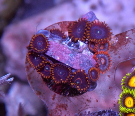 Red Hornet and Fireball Zoanthids Polyps Coral Reef Aquarium Tank - Reef Gardener