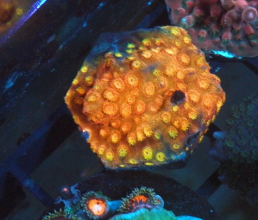 Red Orange Hi-C WWC Encrusting Cyphastrea Coral Reef Aquarium - Reef Gardener