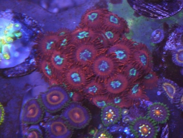 Red Pornstar Zoanthids Coral Reef Saltwater Aquarium Beginner - Reef Gardener