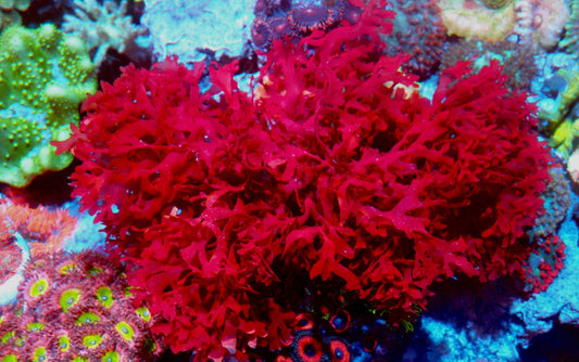 Red Ruby Dragon's Breath Macro Algae Gracilaria Hayi Tang Food Seahorse Aquarium - Reef Gardener