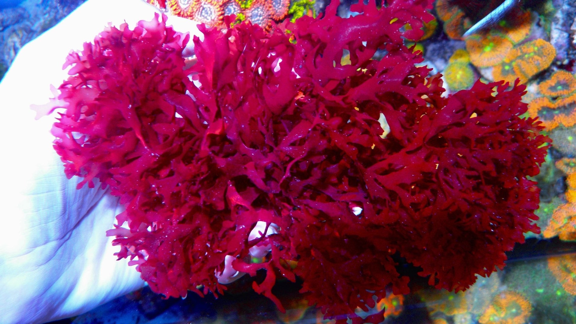 Red Ruby Dragon's Breath Macro Algae Gracilaria Hayi Tang Food Seahorse Aquarium - Reef Gardener