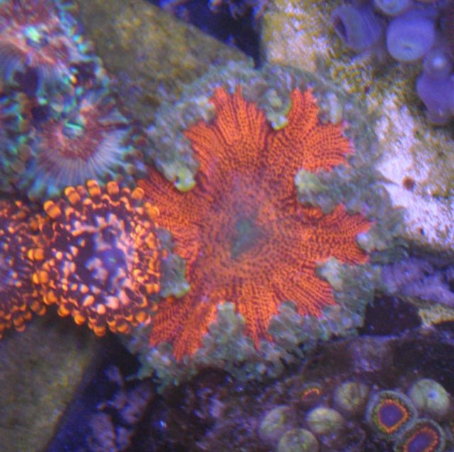 Red Ruby Fireball Flower Rock Anemone Build Your Own Pack Reef Aquarium - Reef Gardener