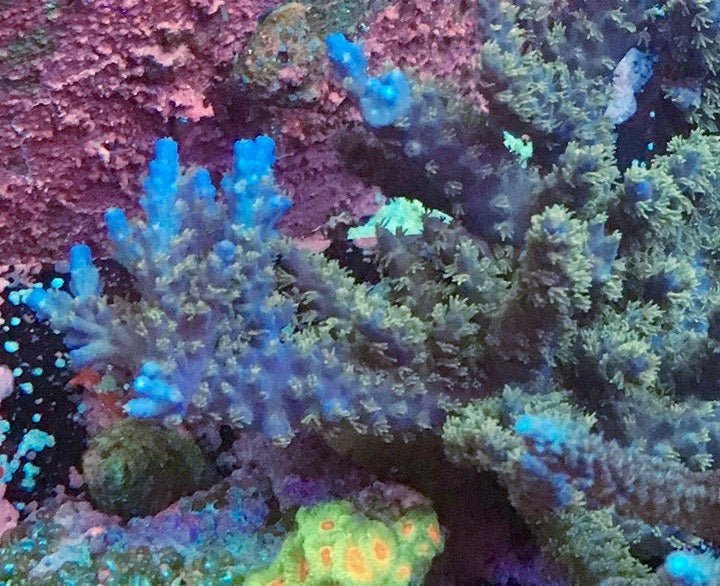 Reef Stag Blue Ninja Acropora SPS Coral Reef Aquarium - Reef Gardener