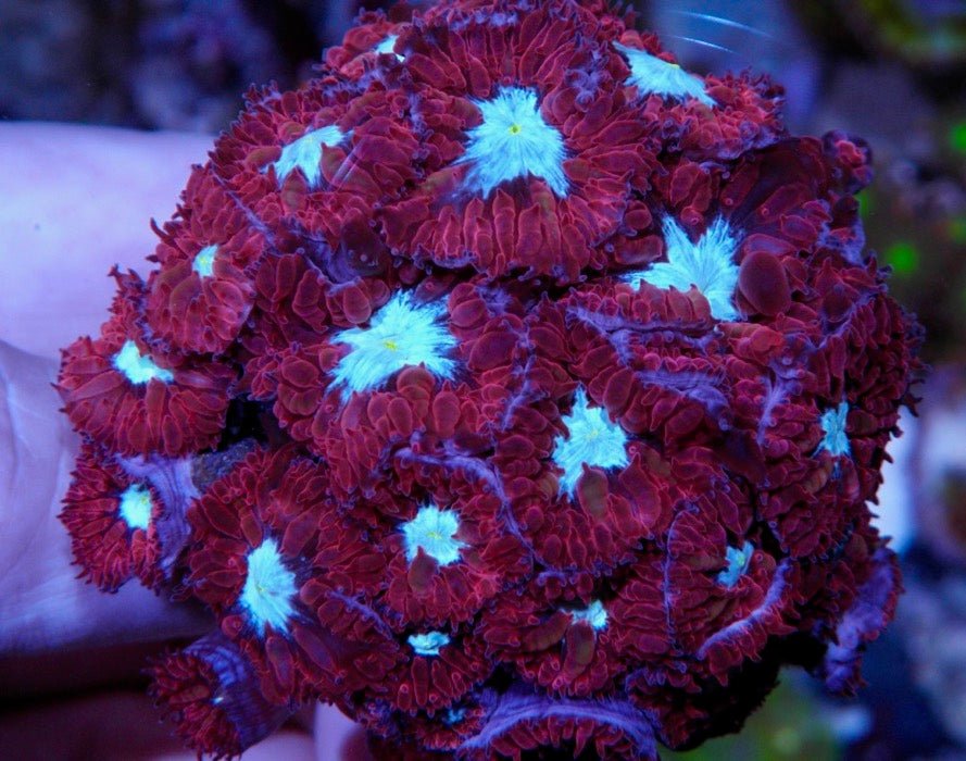 Ruby Chill Blastomussa merletti LPS Coral Coral Reef Aquarium - Reef Gardener