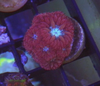 Ruby Chill Blastomussa merletti LPS Coral Coral Reef Aquarium - Reef Gardener