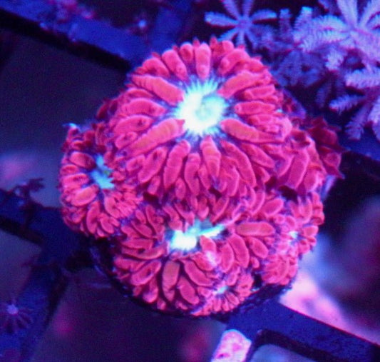 Ruby Chill Blastomussa merletti LPS Coral Reef Beginner Fish Tank - Reef Gardener