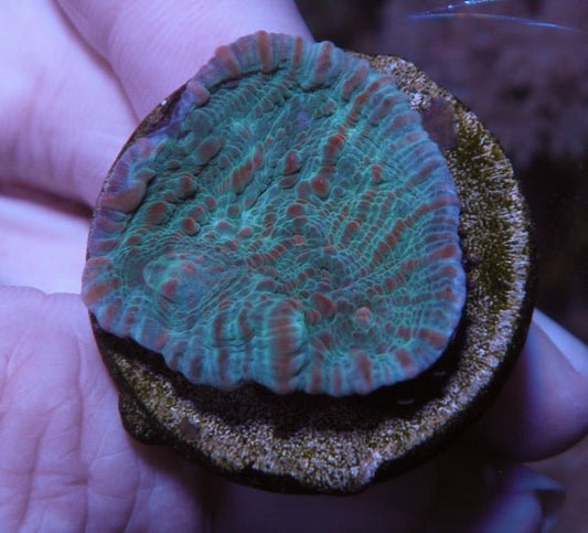 Ruby Sky Chalice coral LPS echinophyllia - Reef Gardener