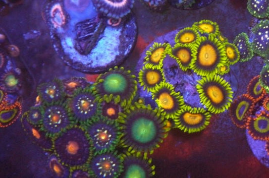 Scrambled Egg Yellow Zoanthids Coral Reef Saltwater Aquarium - Reef Gardener