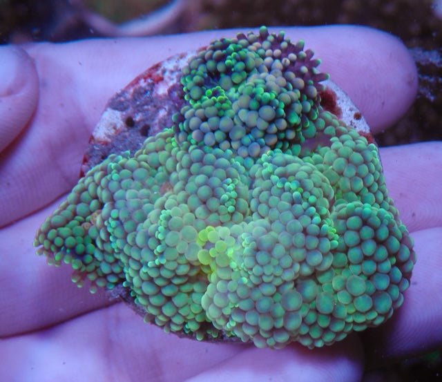 Seafoam and Roseberry Ricordea Yuma Coral Reef Aquarium Fish Tank - Reef Gardener