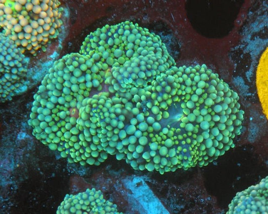 Seafoam ricordea yuma coral reef beginner aquarium - Reef Gardener