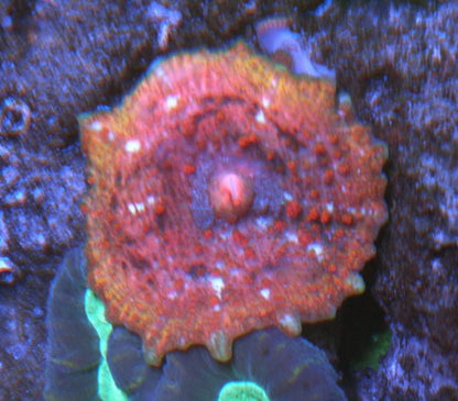 Seashell Sunrise Discosoma Neglecta Umbrella Mushroom Coral Reef Aquarium - Reef Gardener