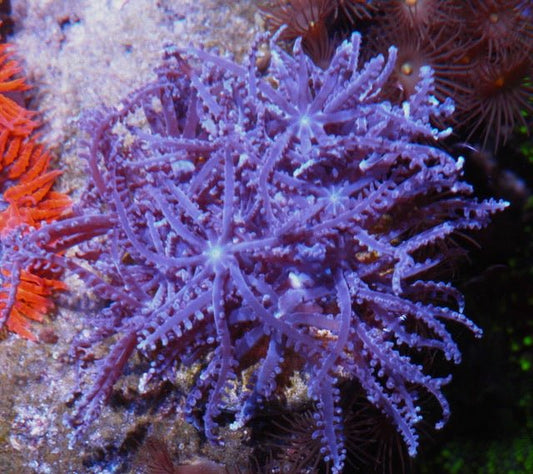 Silver Blue Waving Hand Anthelia Soft Coral Zoanthids Coral Reef - Reef Gardener