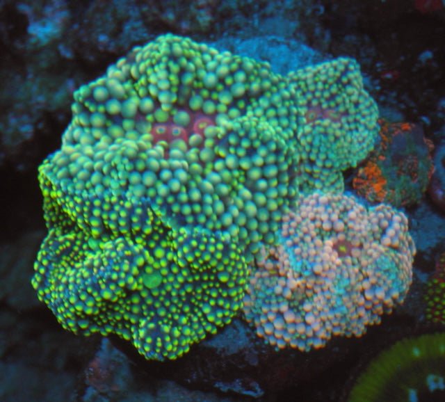 Spring Colors Ricordea Yuma Palette Coral Reef Aquarium Fish Tank - Reef Gardener