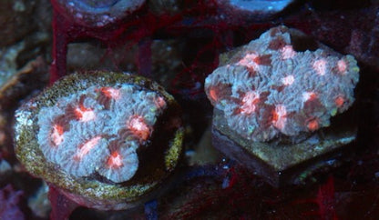 Strawberry Sprinkles Red Pink Favia LPS Coral Reef Saltwater Aquarium 2 - Reef Gardener