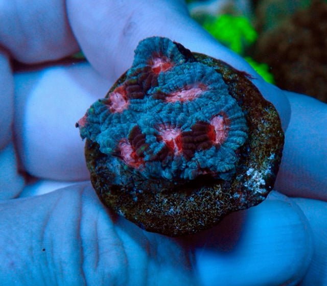 Strawberry Sprinkles Red Pink Favia LPS Coral Reef Saltwater Aquarium 2 - Reef Gardener