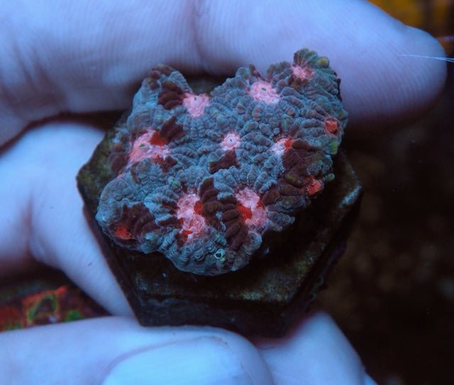 Strawberry Sprinkles Red Pink Favia LPS Coral Reef Saltwater Aquarium - Reef Gardener