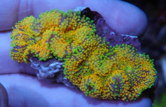 Sunshine Rainbow Ricordea Coral Reef aquarium - Reef Gardener