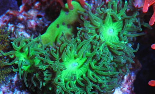 Super Emerald Green Duncanopsammia - Reef Gardener