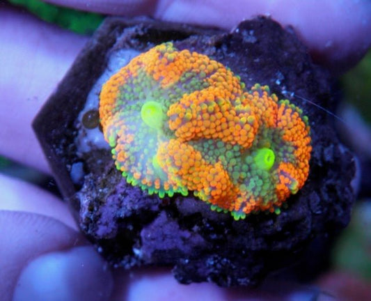 Tangerine Dream ricordea coral reef aquarium - Reef Gardener