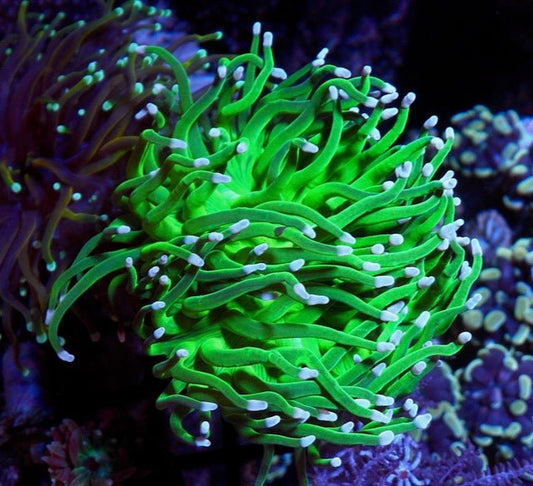 Todd's Neon Green Torch Coral - Reef Gardener