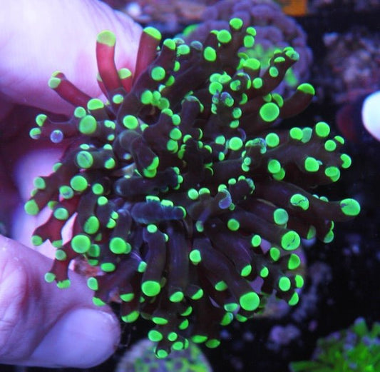Toxic Green and Violet Bicolor Frogspawn LPS Coral Reef Big - Reef Gardener