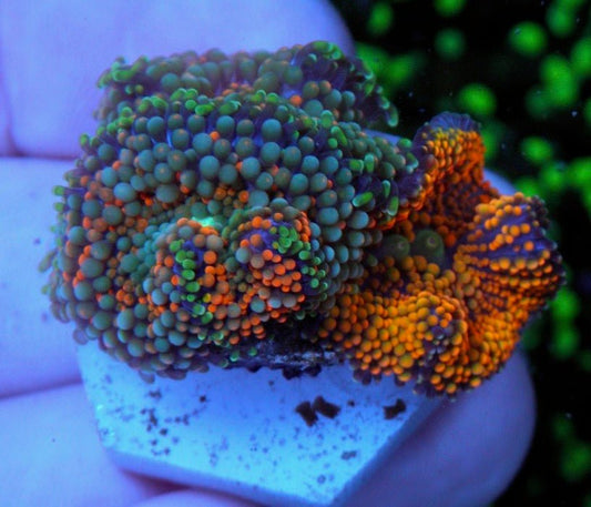 Tropical Heat and Mandarin Ricordea Coral Reef Aquarium - Reef Gardener