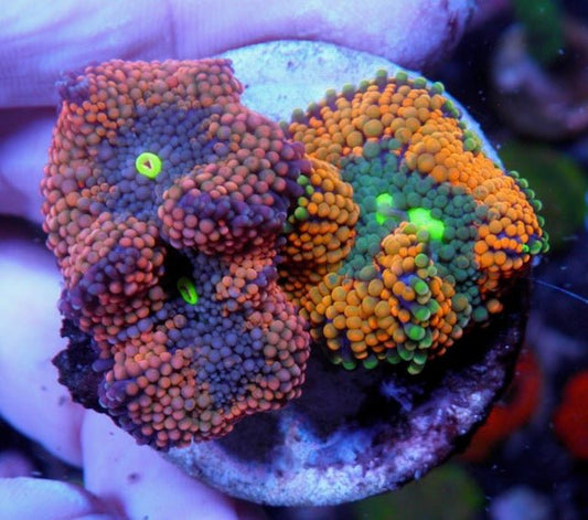 True Romance and Orange Tricolor ricordea - Reef Gardener