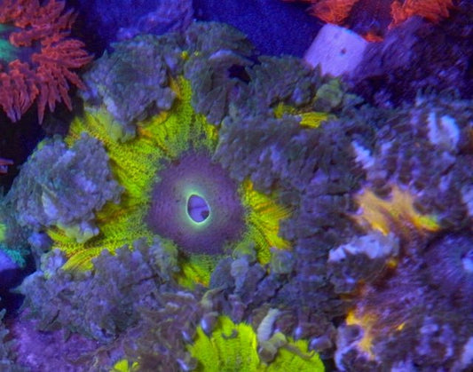 Twilight Rainbow Rock Flower Anemone Coral Reef Aquarium Fish Tank - Reef Gardener