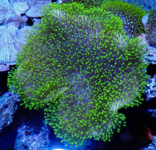 Tyree Neon Green Polyp Leather Coral Beginner Reef Aquarium - Reef Gardener