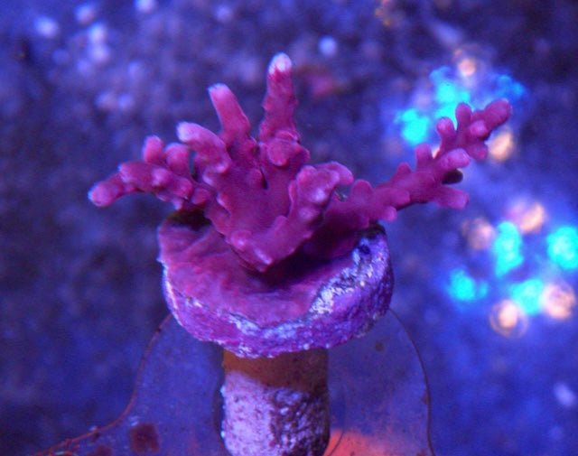 Tyree Red Dragon Acropora Walindii Fast Growing Coral Reef Aquarium - Reef Gardener