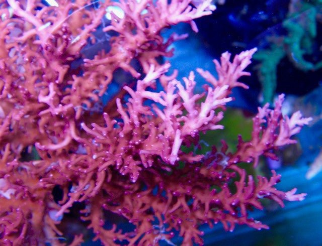 Tyree Red Dragon Acropora Walindii Fast Growing Coral Reef Aquarium - Reef Gardener