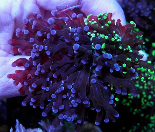 Violet and Toxic Green Bicolor Frogspawn Combo Frag - Reef Gardener