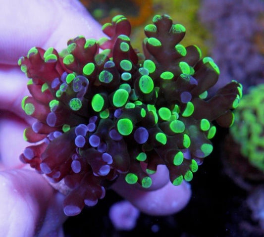 Violet Rose and Toxic Bicolor Frogspawn Combo Aquarium - Reef Gardener