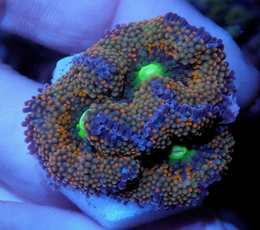 Violet Tricolor Ricordea - Reef Gardener