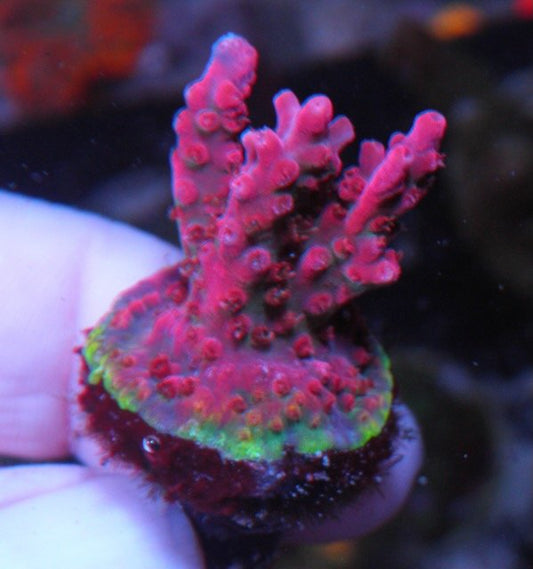 Vivid's Confetti Acropora Coral Reef Aquarium SPS - Reef Gardener