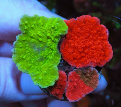 WWC Red Green Grafted, Red, & Ultra Toxic Montipora Coral Reef Aquarium - Reef Gardener