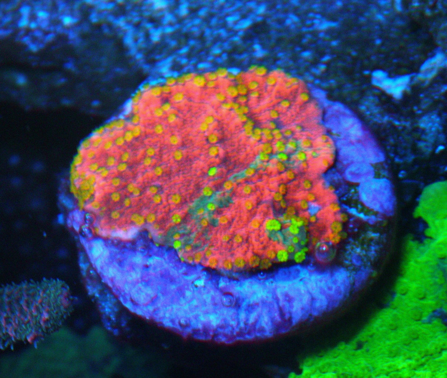 WWC Sunfire Grafted Montipora Coral Reef Aquarium - Reef Gardener