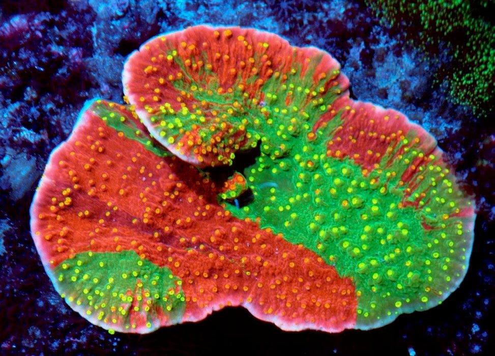 三色 [ Tricoror Grafted Montipora Capricornis ( Purple & Red & Green ) ] ウスコモンサンゴ