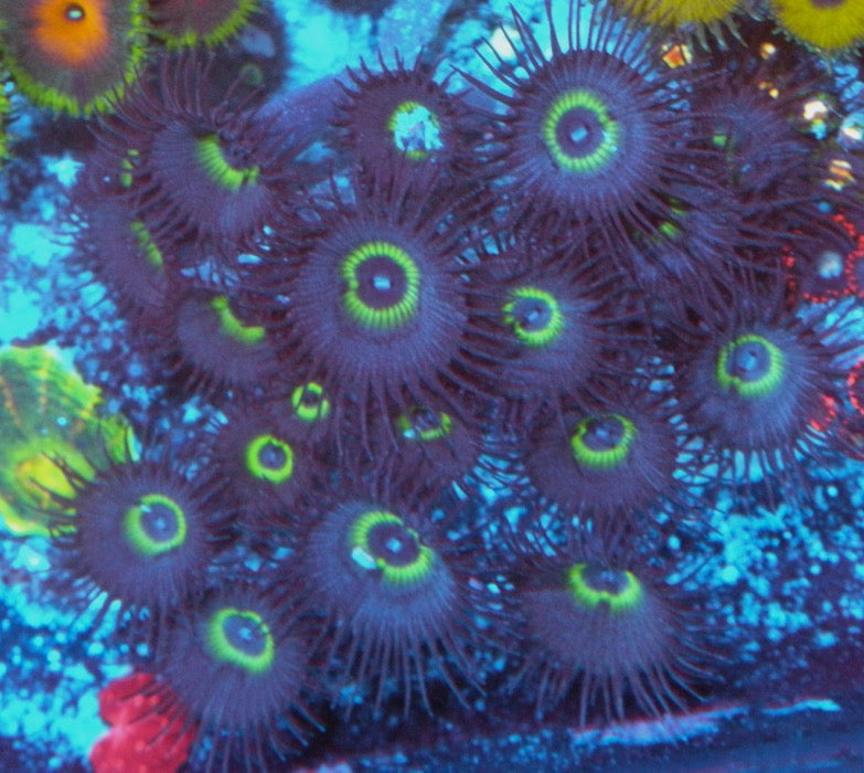 Mindblowing Palythoa - Reef Gardener