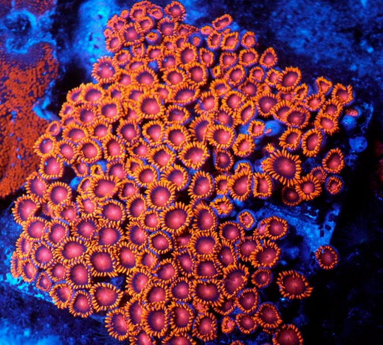 Bambam and Eagle Eye Zoanthids Zoa Coral Reef Saltwater Aquarium