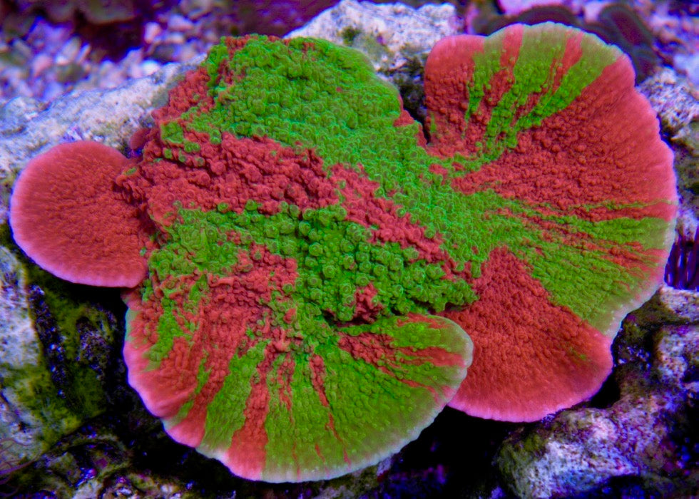 WWC Grafted Green & Orange Montipora - Reef Gardener