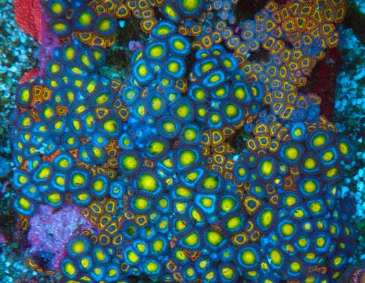 Blue AOI Zoanthids Coral Reef Aquarium Saltwater Fish Tank
