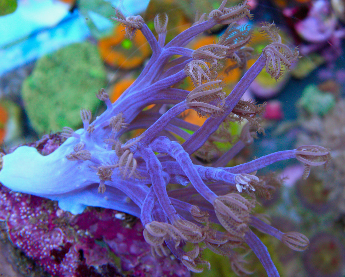 Sparkling African Cespitularia Blue Violet Xenia Soft Coral Reef Aquarium 2 - Reef Gardener