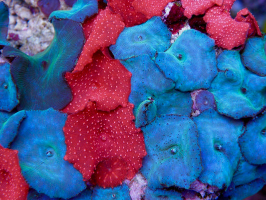 Azure Blue Discosoma Mushrooms Beginner Coral Reef