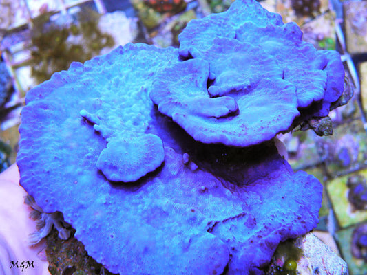 Blue Layercake Sponge Photosynthetic Coral Reef Aquarium